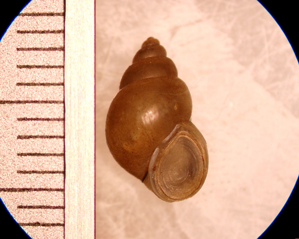 bithynia tentaculata