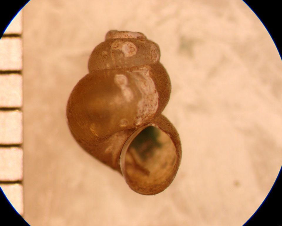 Probythinella emarginata