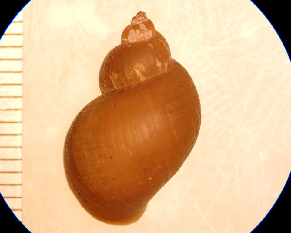 Stagnicola catescopium