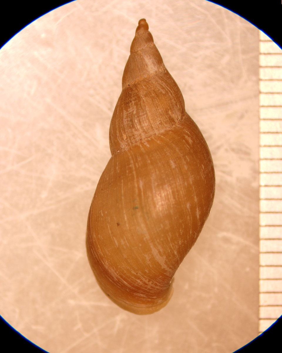 Stagnicola winnebagoensis