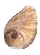 Potamopgyrus antipodarum Operculum