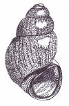 snail drawing